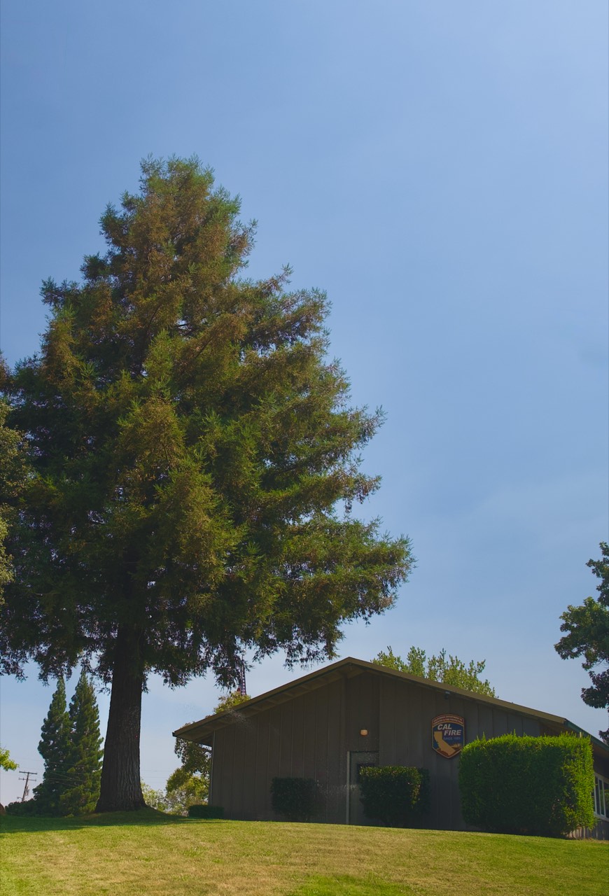 A tall coast redwood towering over the low board-and-batten headquarters building at Auburn Station 10, a CAL FIRE shield mounted on the gable end