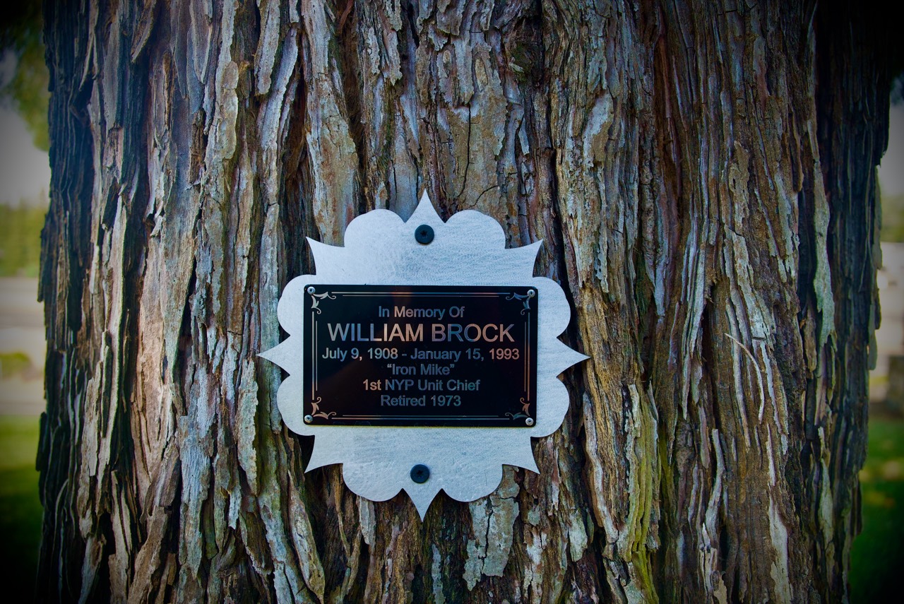A bronze plaque on a scalloped steel backing, bolted to the deeply furrowed bark of a redwood: In Memory Of William Brock, July 9 1908 – January 15 1993, Iron Mike, 1st NYP Unit Chief, Retired 1973