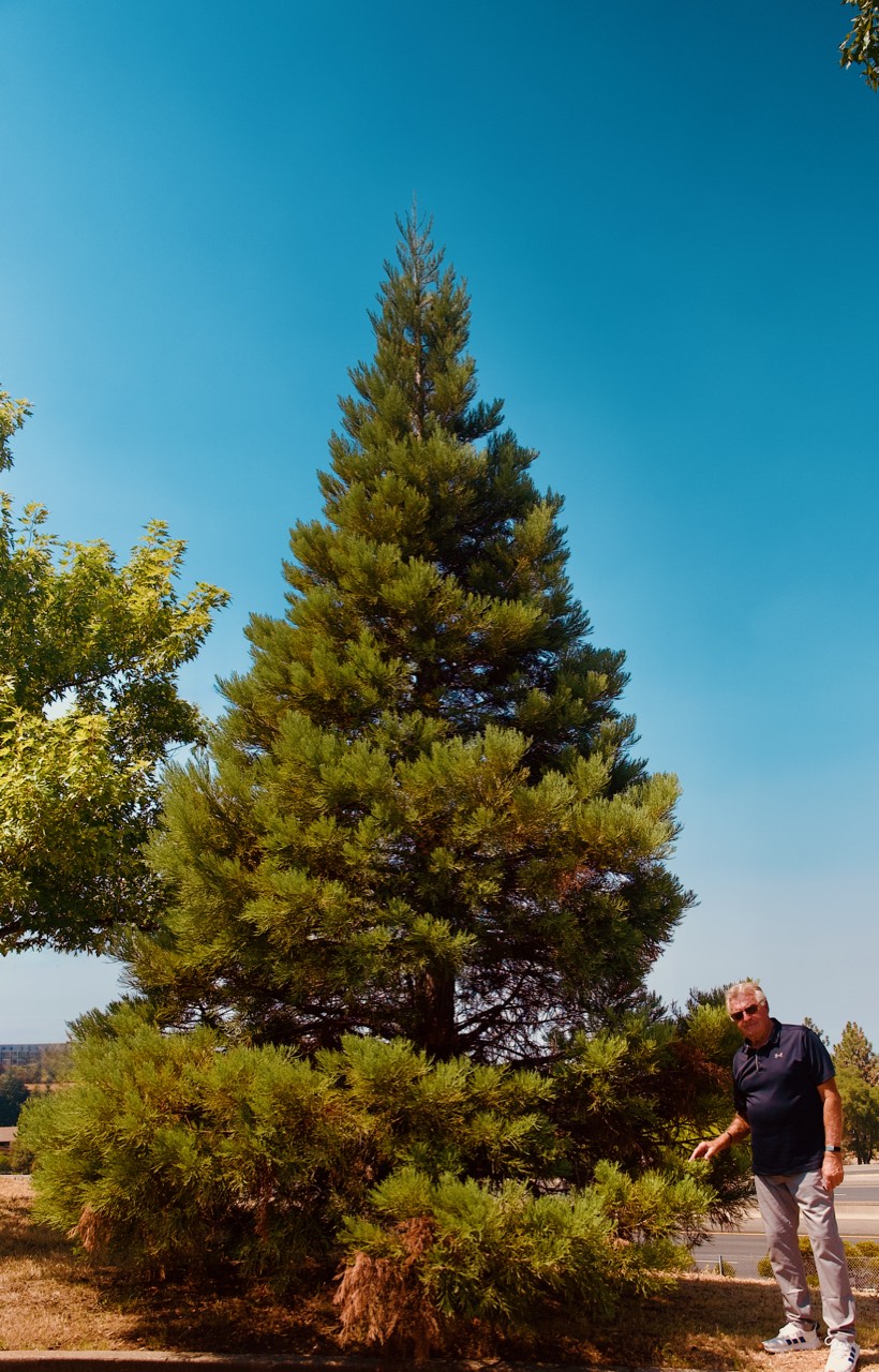 Chief Ed Waggoner standing beside a young coast redwood roughly four times his height, out front of the Auburn headquarters building